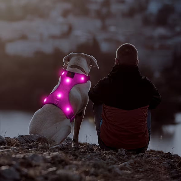 Rechargeable LED No Pull Dog Harness for Safe Walks